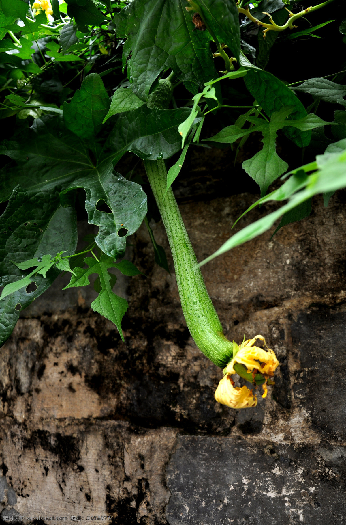 墙上的丝瓜 丝瓜 墙上 绿色 黄花 墙体 灰褐 果实 蔬菜 生物世界