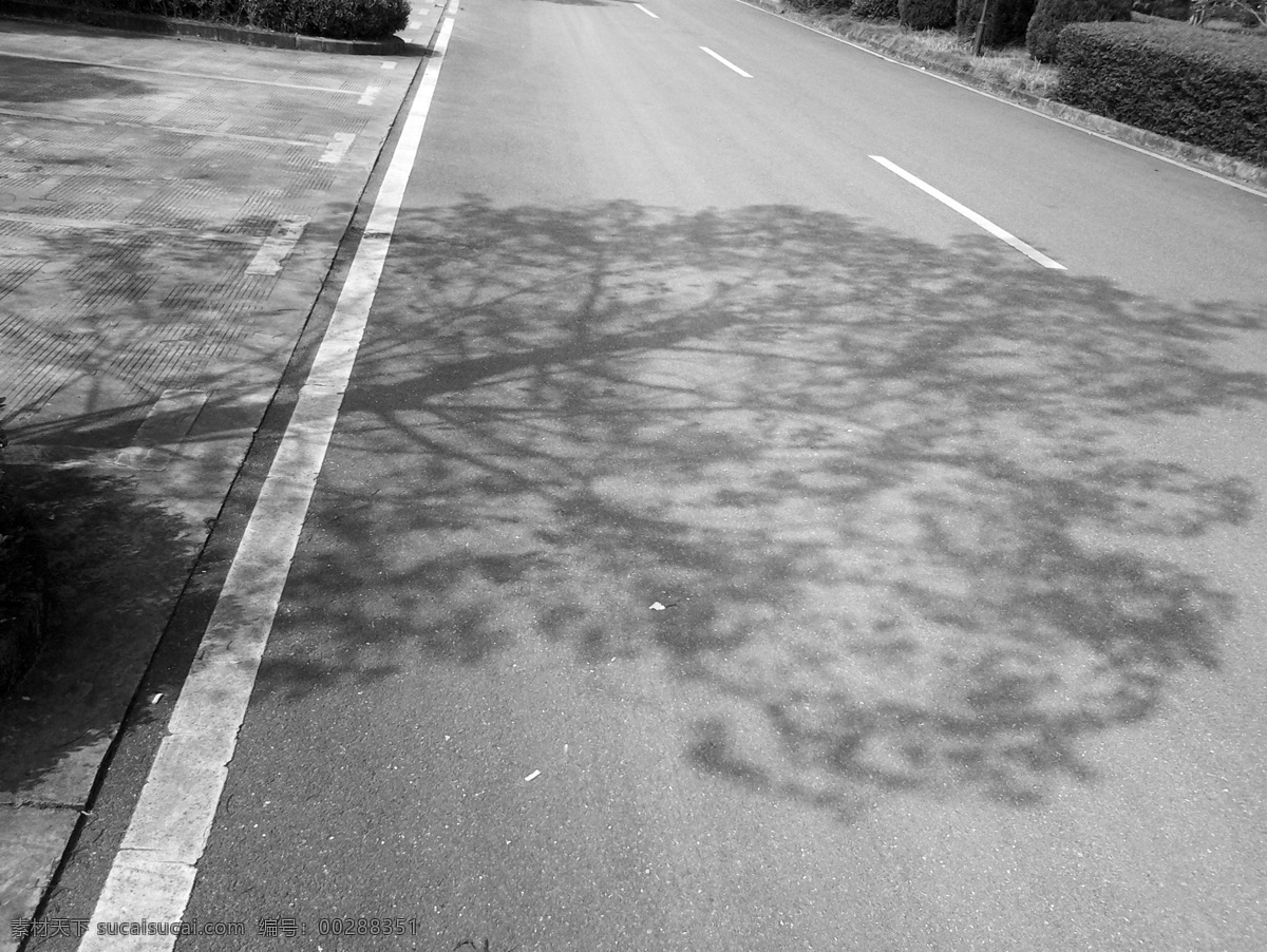 树影 光影 柏油路 铺装 地面 黑白灰 自然景观 自然风景 灰色