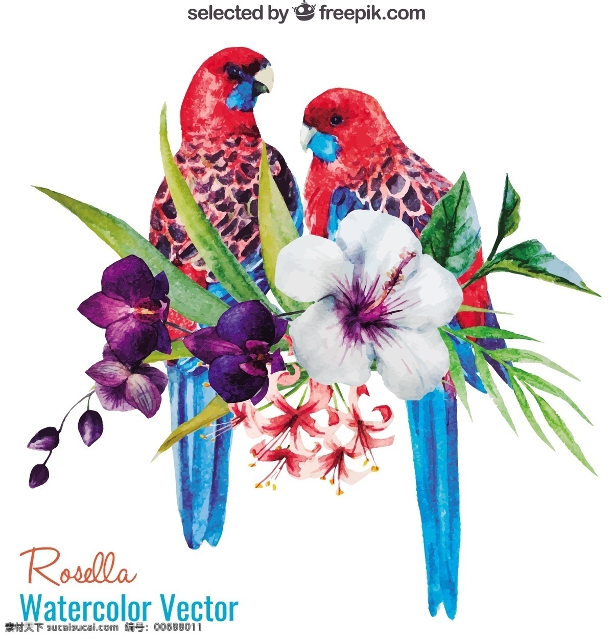 水彩 鹦鹉 鲜花 花卉 自然 动物 油漆 植物 热带 异国情调