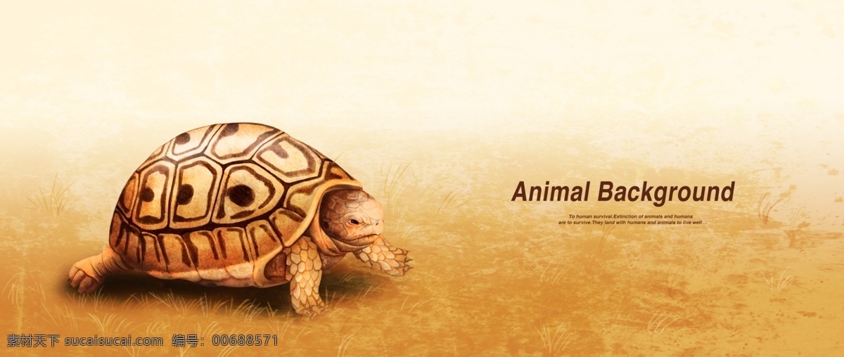 动物 彩绘 素描 乌龟 王八 白色