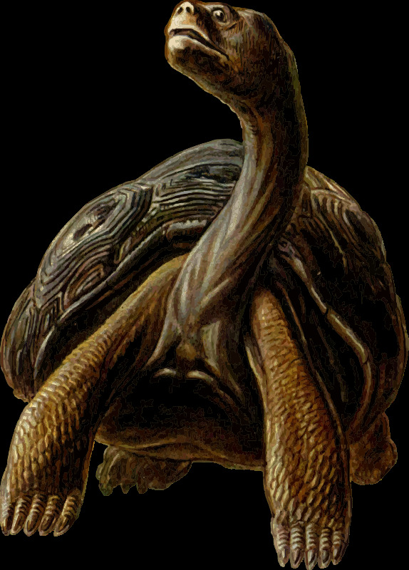 史前 乌龟 动物 海龟 加拉帕戈斯 陆龟 elephantina 爬行动物 壳 插画集