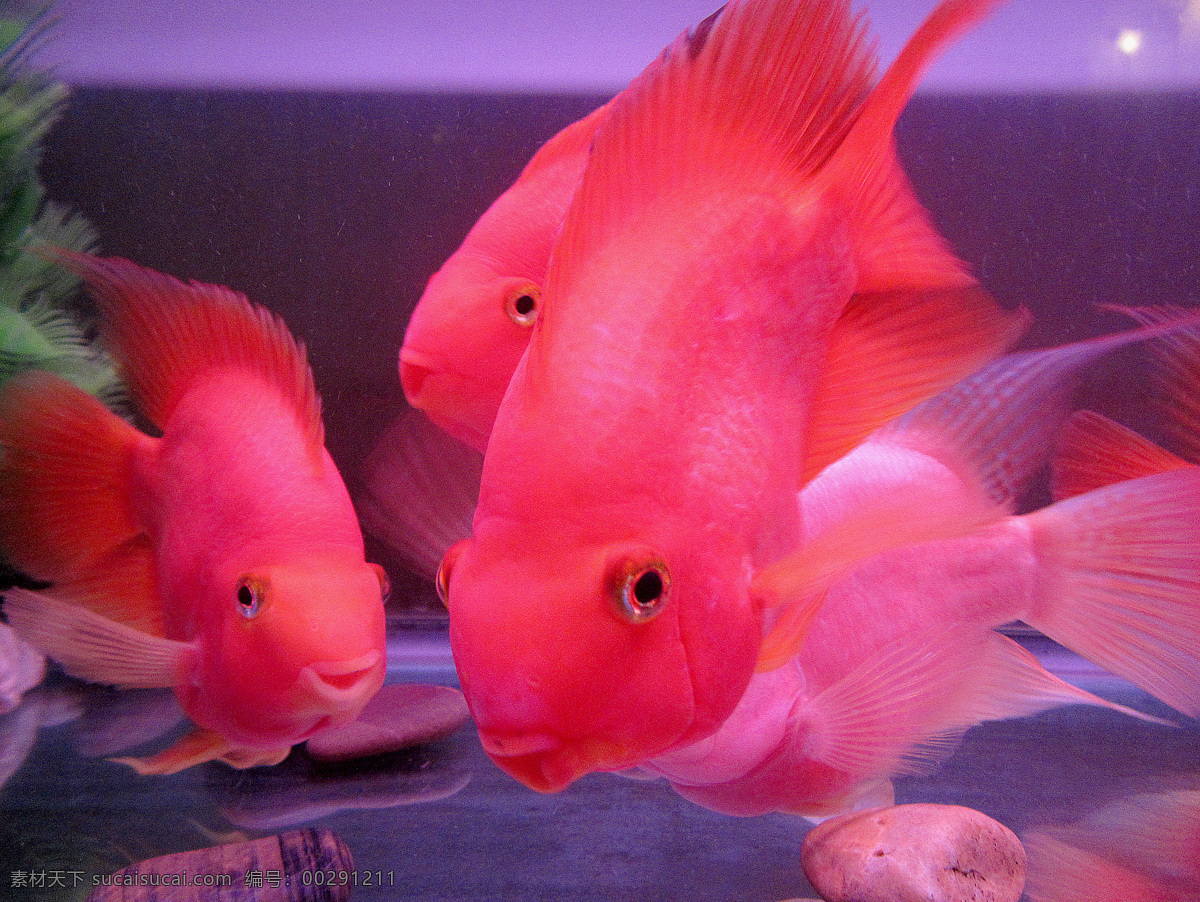 红色 鹦鹉 鱼 焐叙挠 生物世界