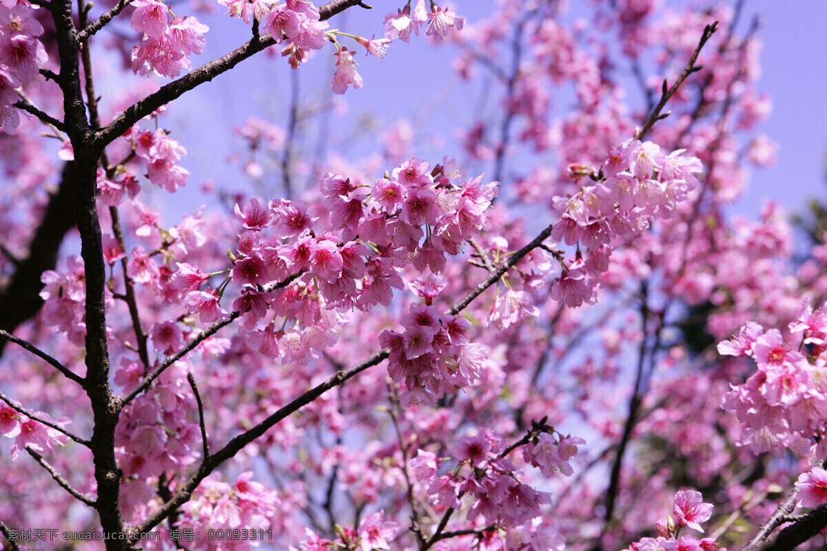 櫻花 花朵 百花争艳 花瓣 花卉 粉红色 花草 生物世界