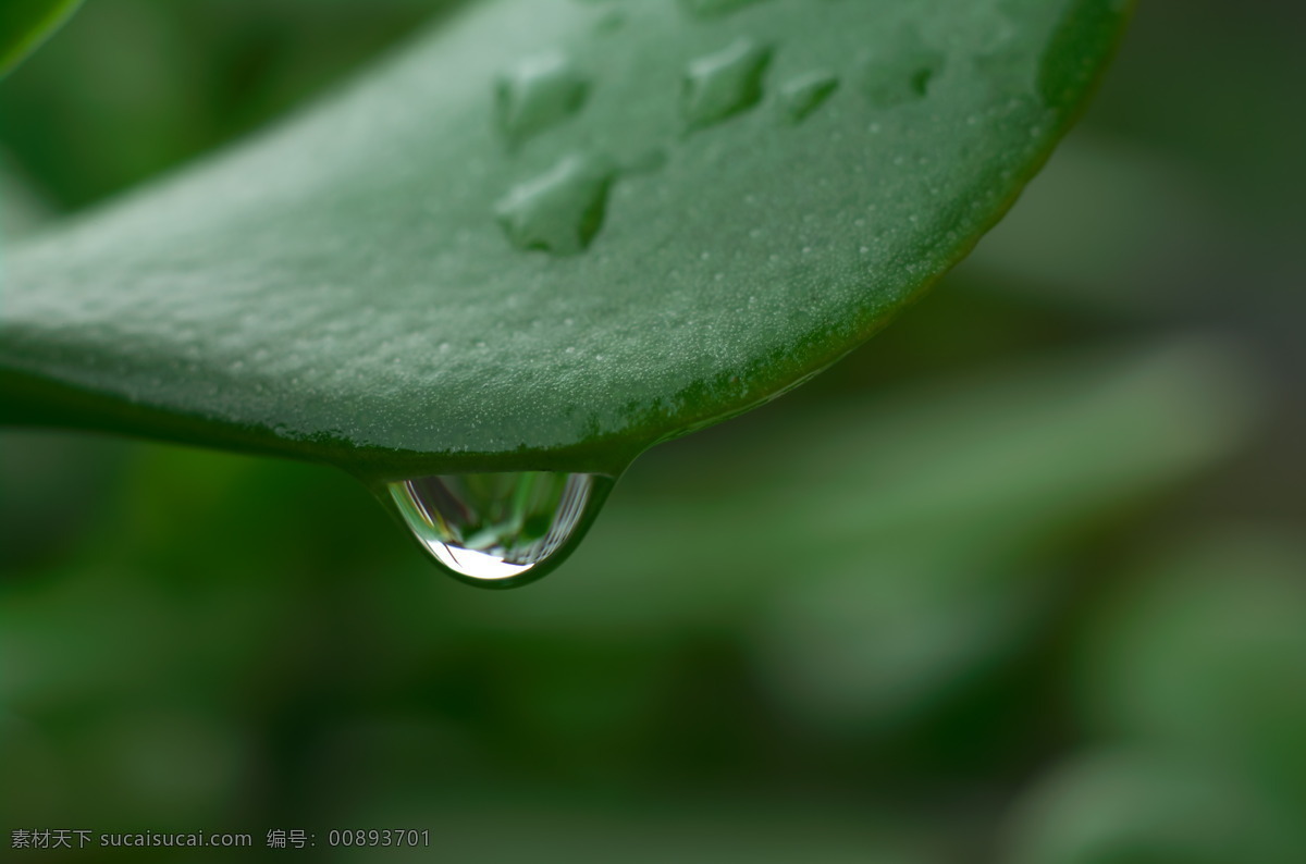 露珠 花草 绿叶 生物世界 水滴 水珠