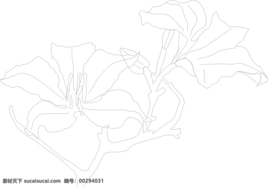 紫荆花 矢量 模板 可以随便填色 花朵 花草 生物世界