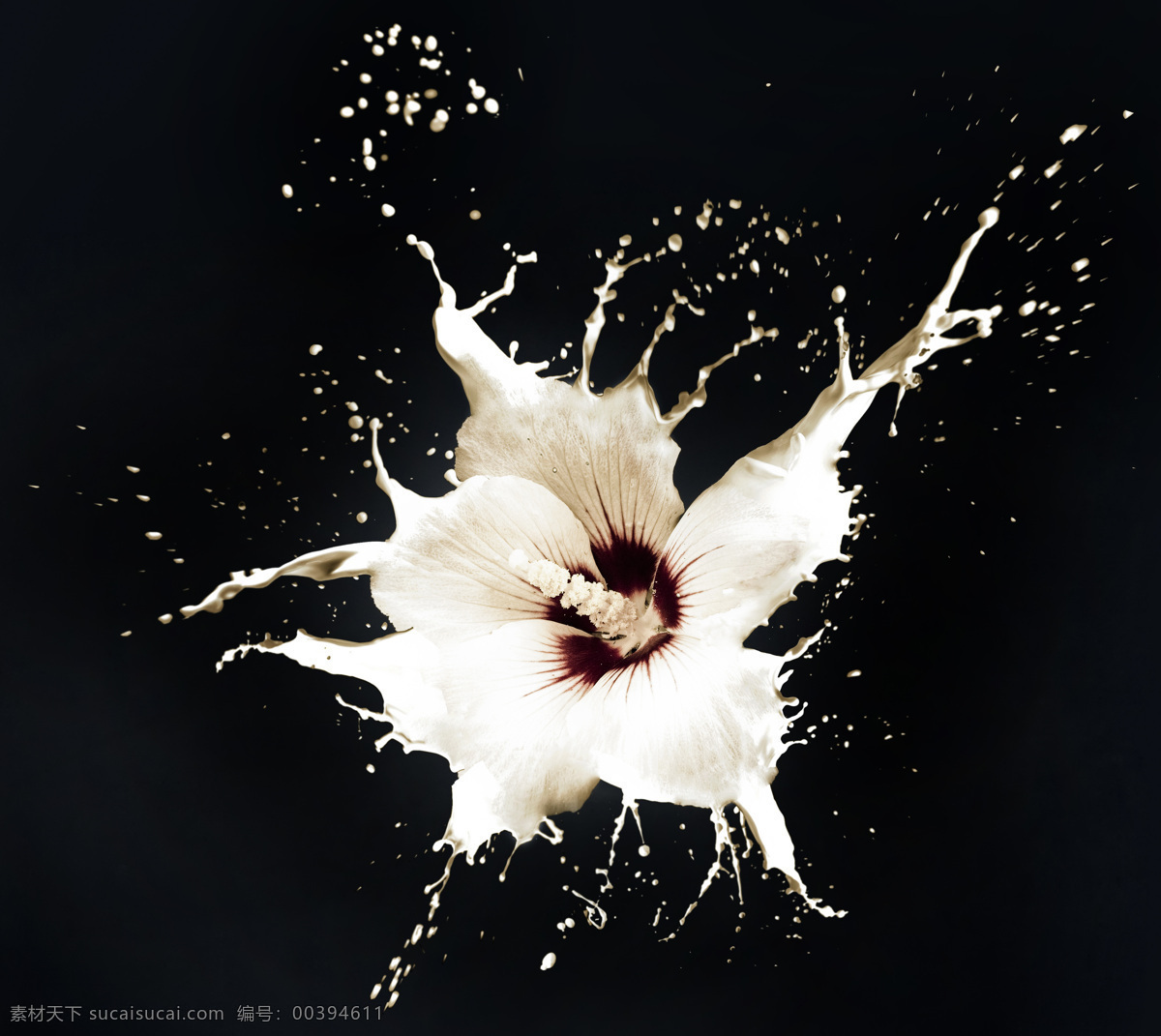 动感 牛奶 花朵 动感牛奶 鲜花 花卉 漂亮花朵 美丽鲜花 鲜花摄影 喷溅 飞溅的牛奶 花草树木 生物世界