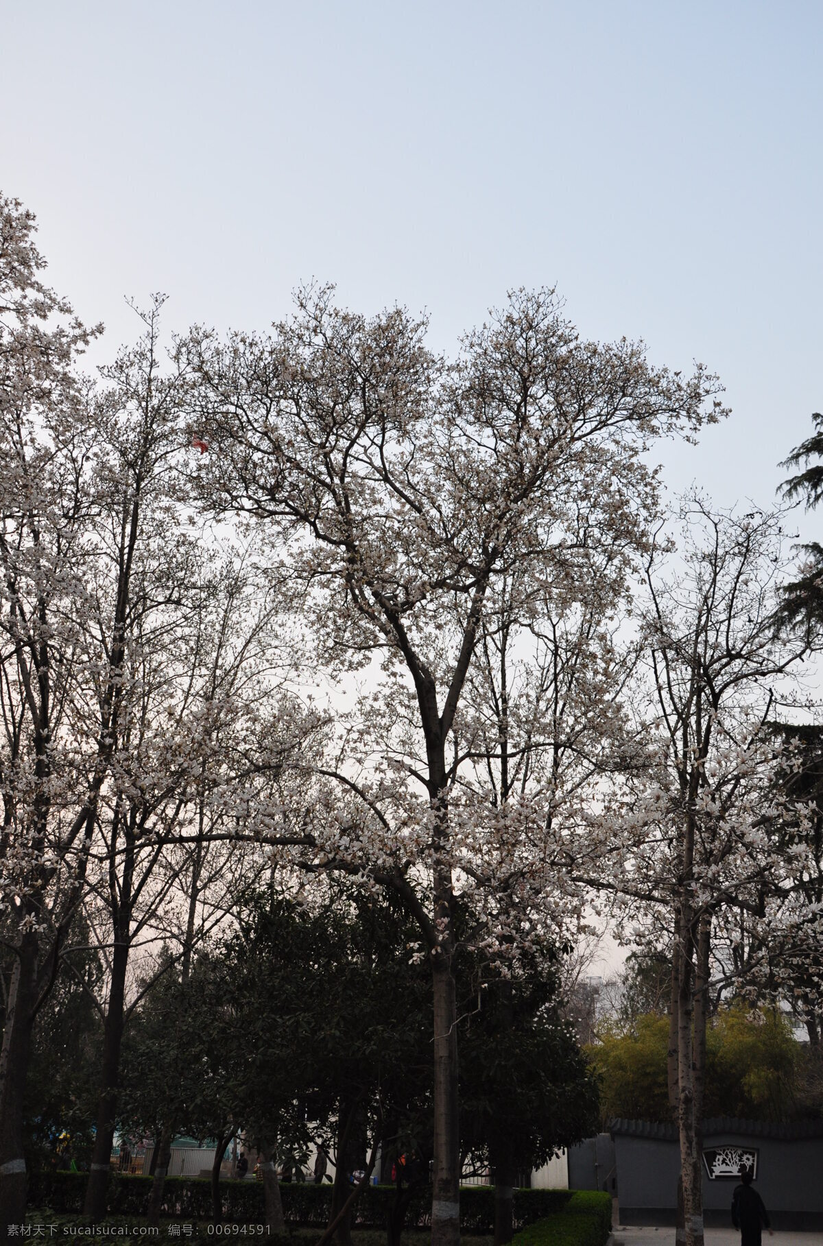 白玉兰树 白玉兰 树枝 午后 百花 树干 树木树叶 生物世界