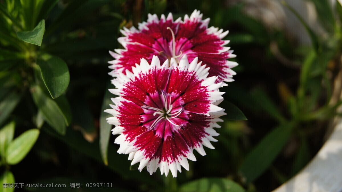 石竹花 花卉 绿叶 植物 花草 生物世界