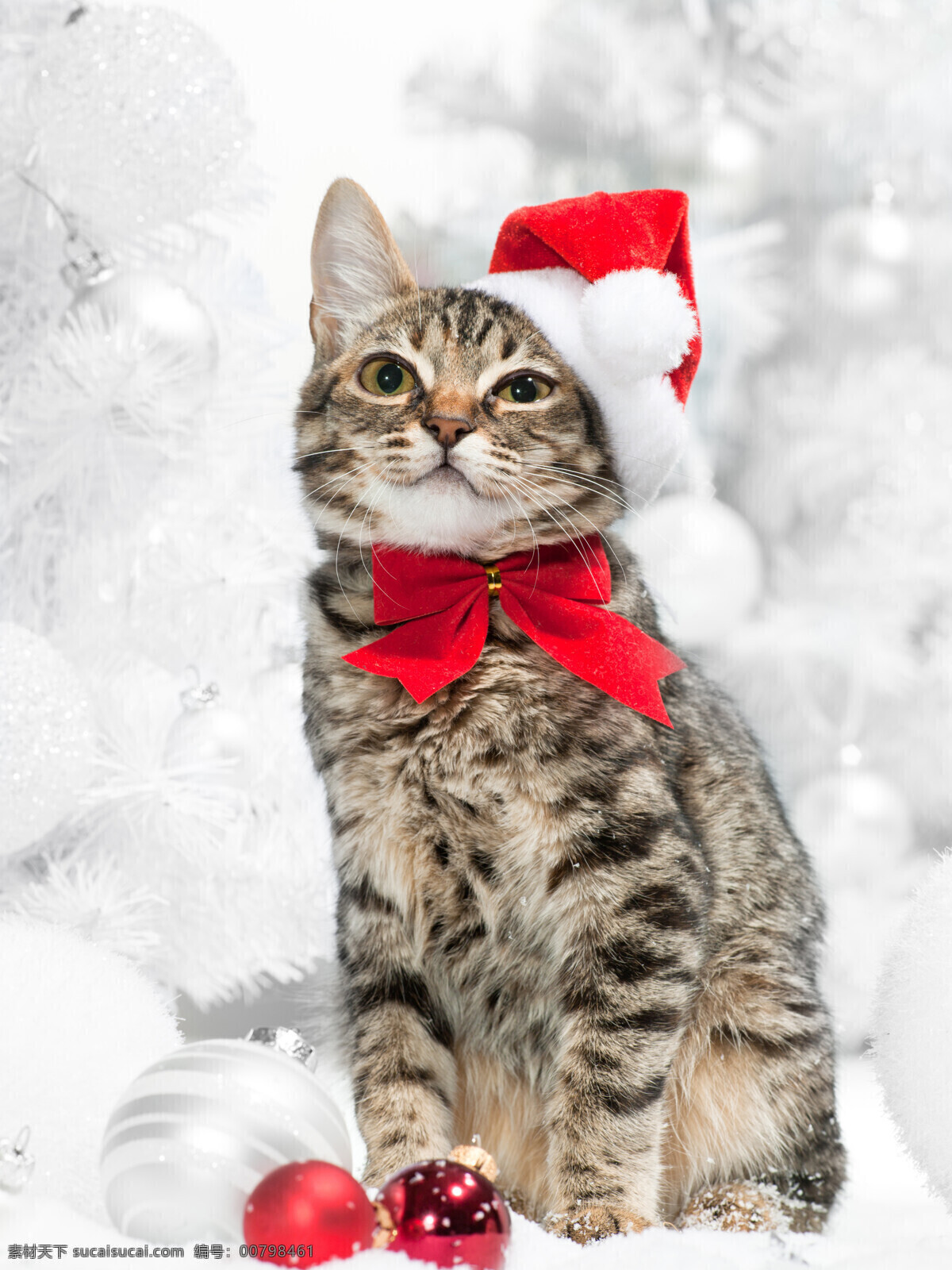 戴帽子 可爱 猫咪 可爱猫咪 动物 圣诞吊球 彩球 蝴蝶结 节日素材 猫咪图片 生物世界