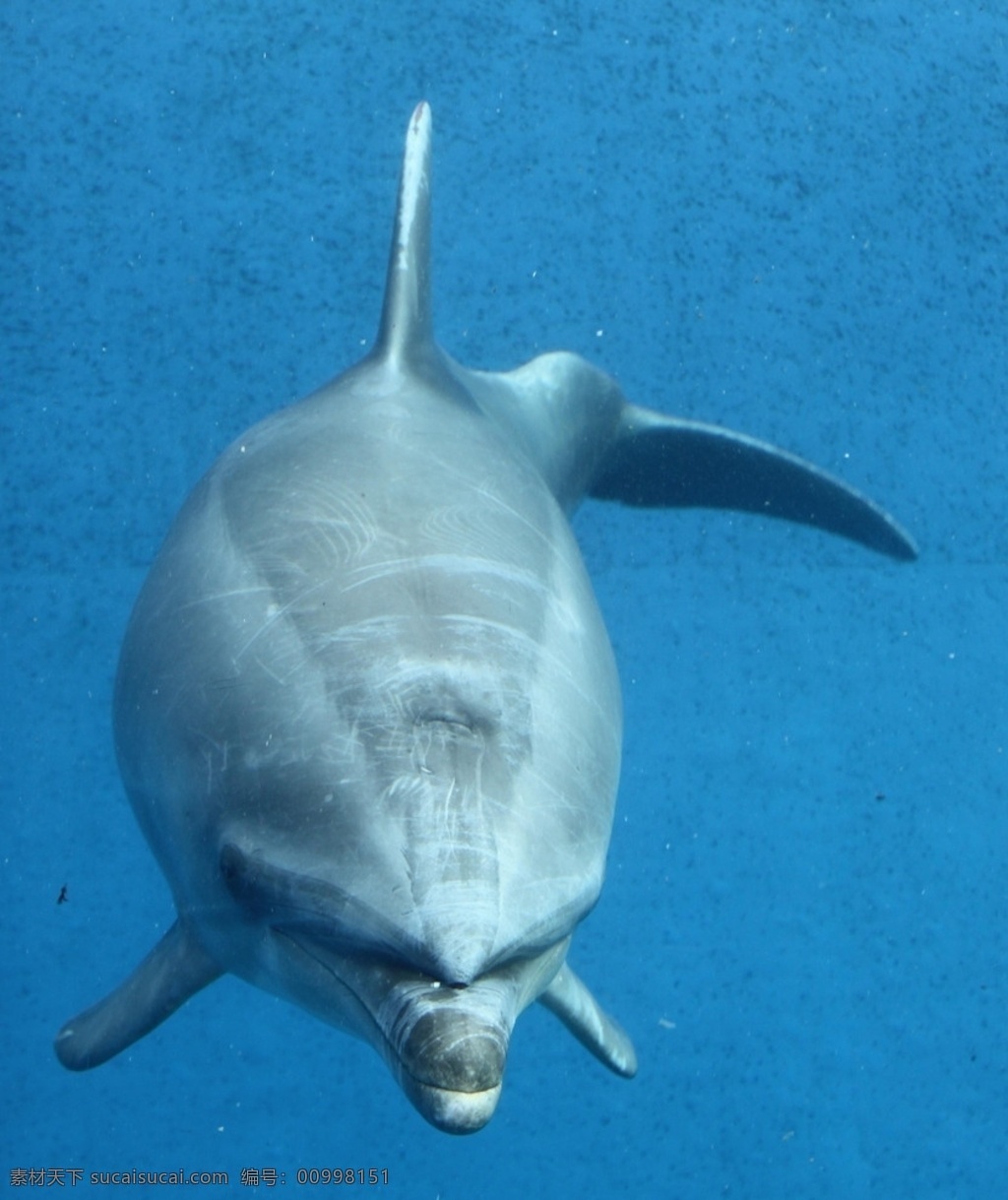 海豚 可爱 聪明 海洋生物 海豚摄影 海豚图片 海豚素材界 动物 海豚图集 生物世 生物世界