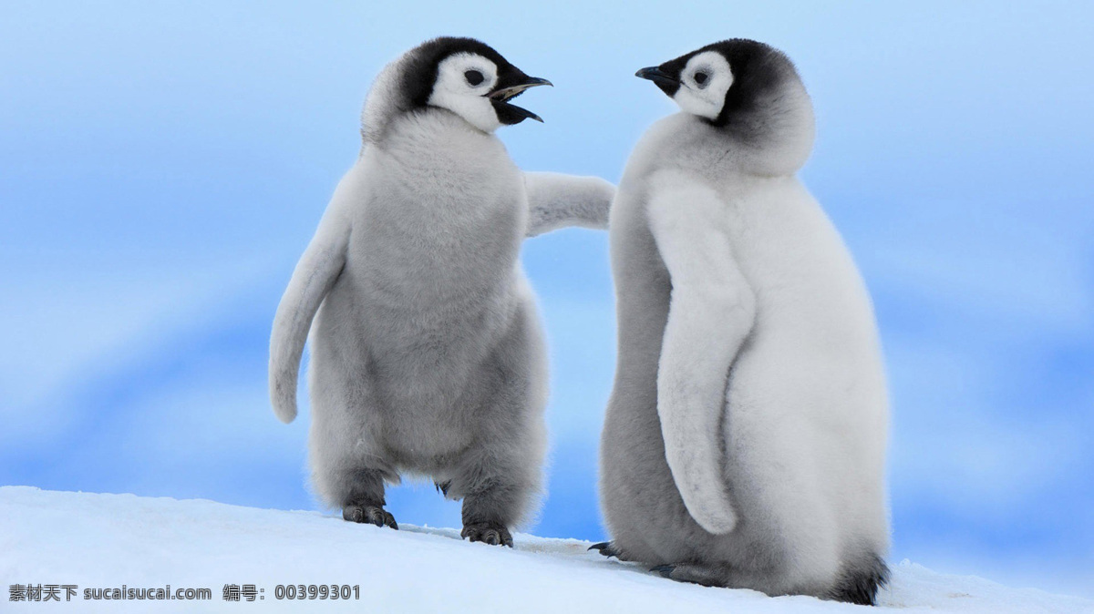 帝企鹅 小企鹅 企鹅群 呆萌 企鹅跳水 跳水 南极 北极 冰雪 雪地 动物世界