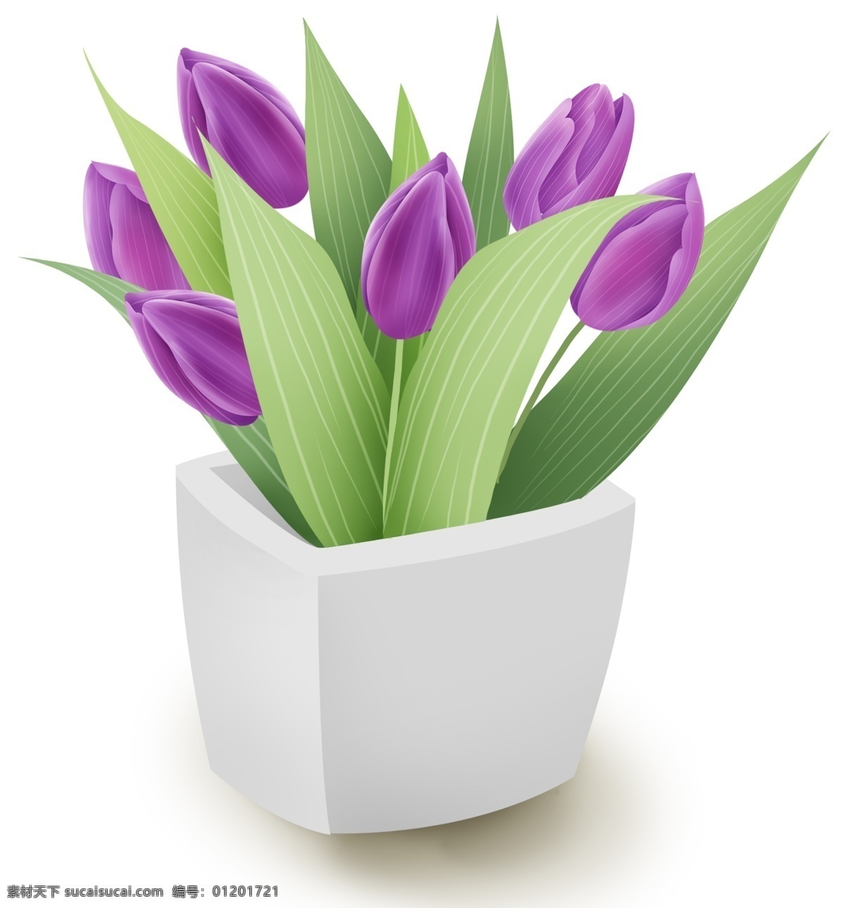 紫色 郁金香 家庭 盆栽 紫色郁金香 花卉 花朵 春天 植物 叶子 花瓶 鲜花 夏天