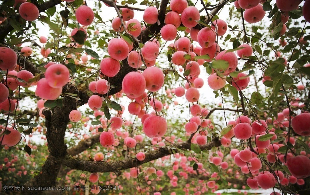 苹果树图片 苹果树 苹果 硕果累累 苹果熟了 红苹果 自然景观 自然风景