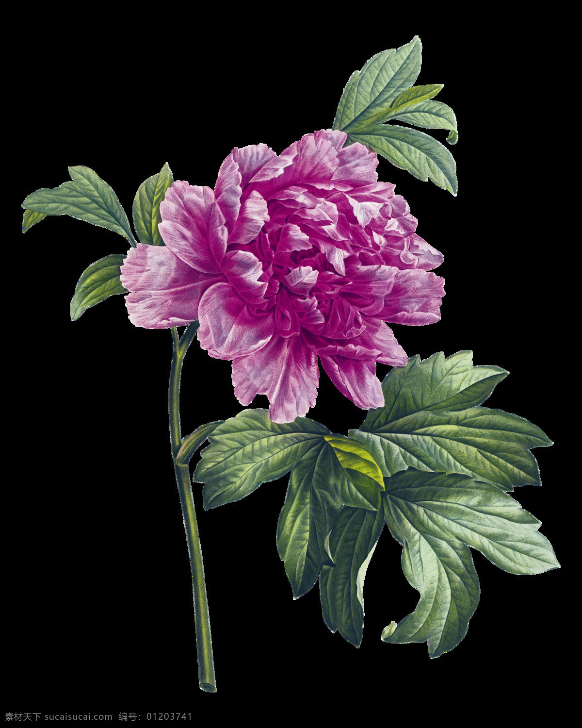 紫色 盛开 花朵 装饰 元素 含苞待放 梦幻花朵 手绘花朵 手绘花朵素材 水彩 鲜花花朵 鲜花花蕾 鲜花素材花卉