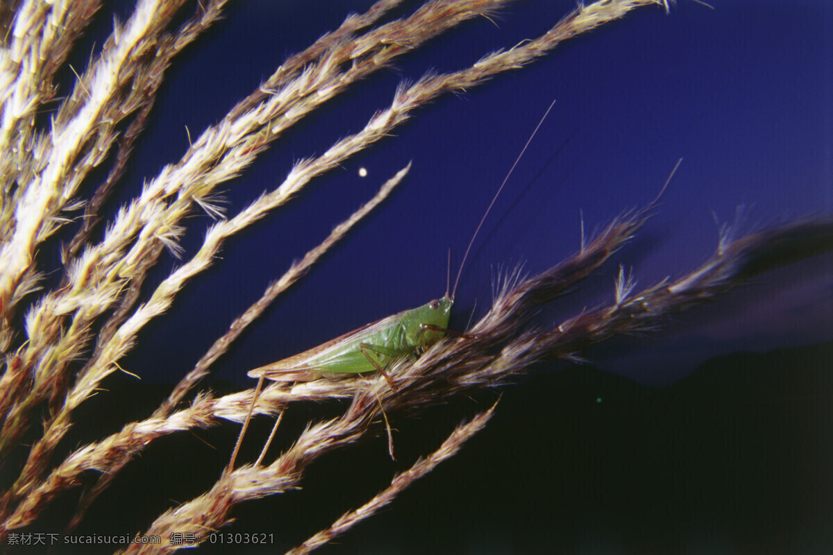 蝗虫 昆虫 害虫 秋天 自然摄影 生态摄影 微距 特写 生物世界 鲜花 花草树木 田园风景 昆虫世界