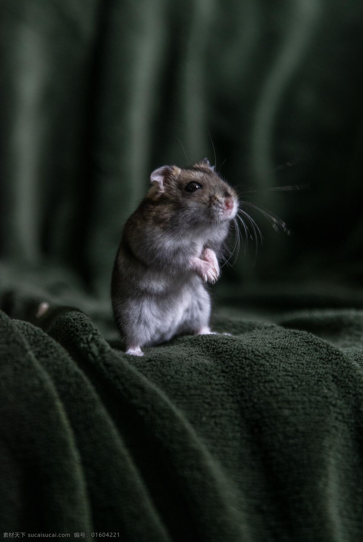 只 仓鼠 小 老鼠 唯唯诺诺 小老鼠 毯子上的老鼠 站立的老鼠 害怕的老鼠 胆小的老鼠 胆小如鼠 鼠辈 感受周围 敏锐 听觉 图库动物生物 生物世界 其他生物