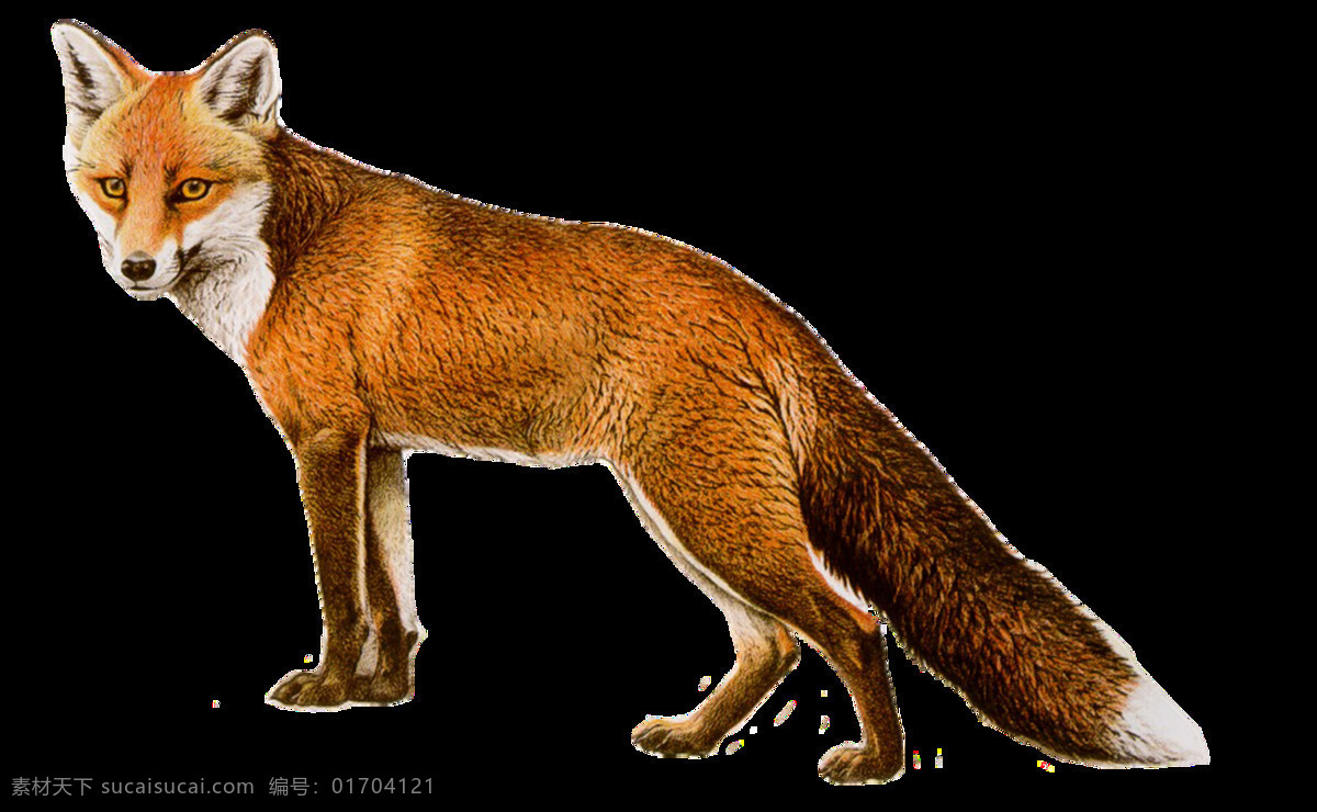 狐狸图片 狐狸 狐 红狐 赤狐 png图 透明图 免扣图 透明背景 透明底 抠图 生物世界 野生动物