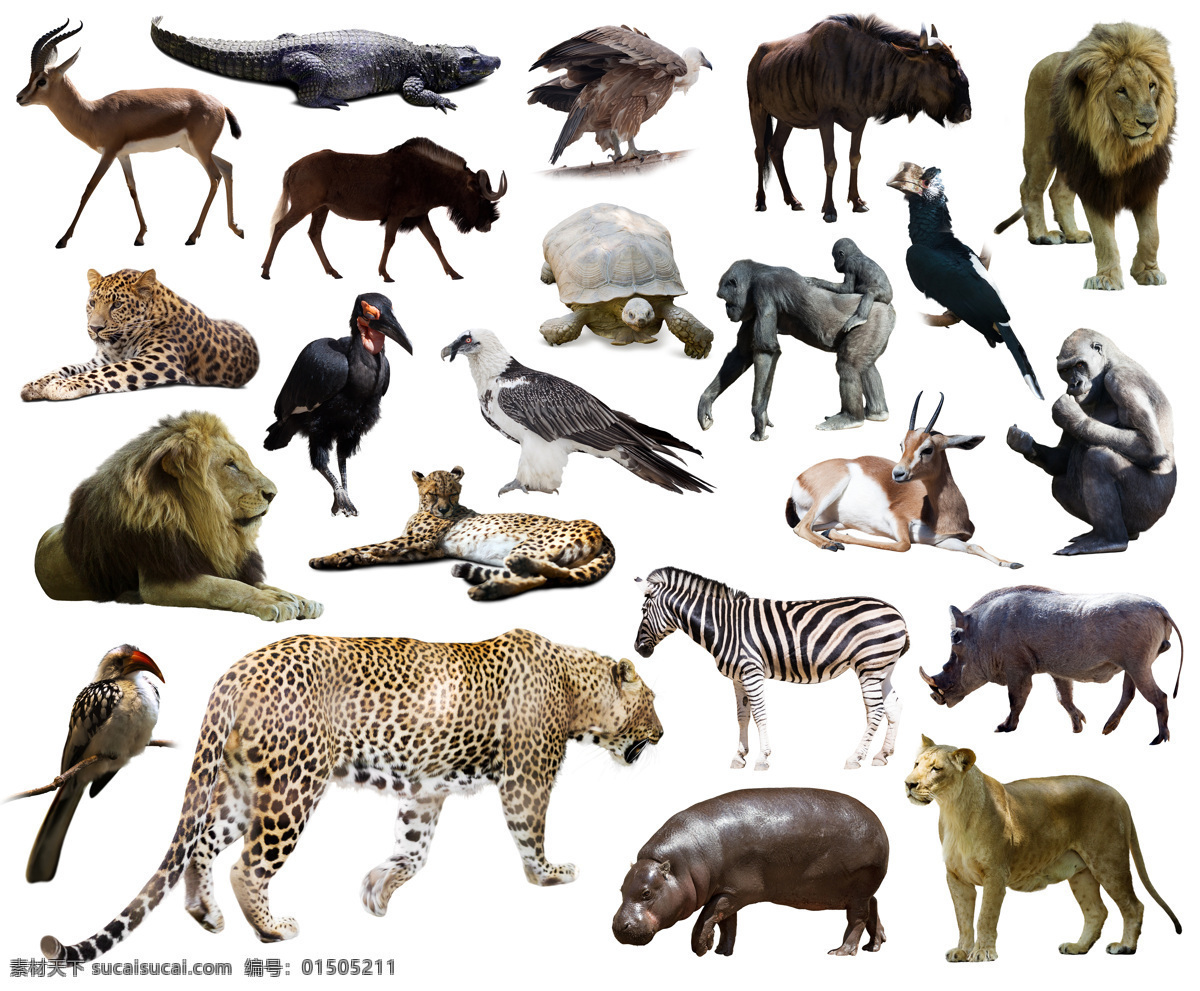 野生动物世界 野生动物 世界 长颈鹿 大象 美洲虎 豹子 猩猩 雄狮 狮子 乌龟 斑马 河马 鸟类动物 动物世界 动物摄影 陆地动物 生物世界 白色