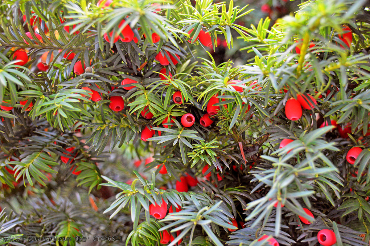红豆杉 taxus wallichiana var chinensis pilg florin 常绿乔木 灌木 植物
