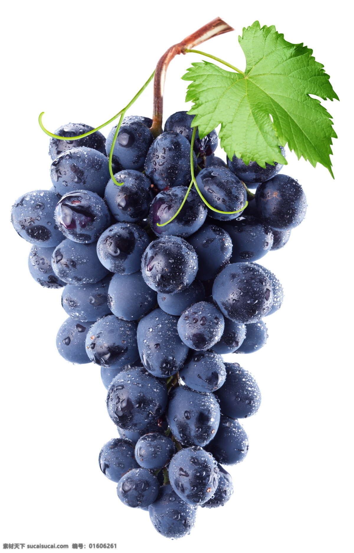 紫色 成熟 葡萄 成熟葡萄 紫葡萄 果实 果子 水果 新鲜水果 水果背景 水果图片 餐饮美食