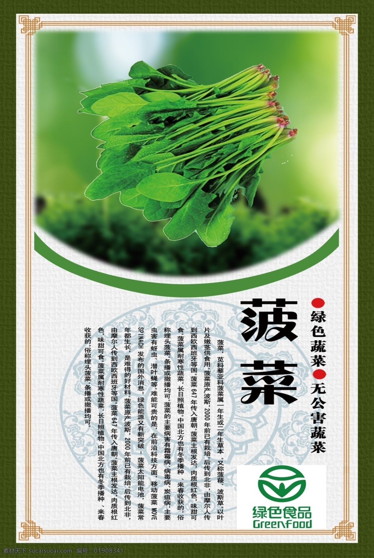 菠菜 餐饮门店挂图 绿色食品 无公害蔬菜 白色