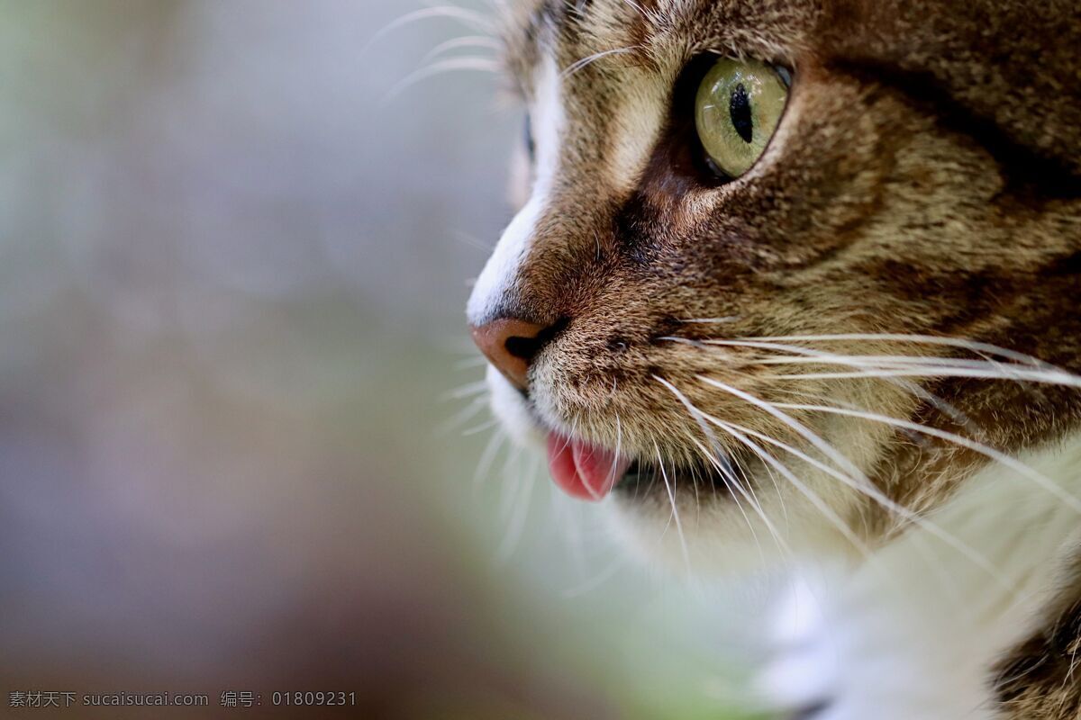 猫图片 猫 猫咪 小猫咪 公猫 母猫 猫素材 猫图片素材 猫儿 英短 布偶猫 英短猫 花狸猫 猫科动物 动物 灰猫 白猫 宠物猫 宠物 猫高清图素材