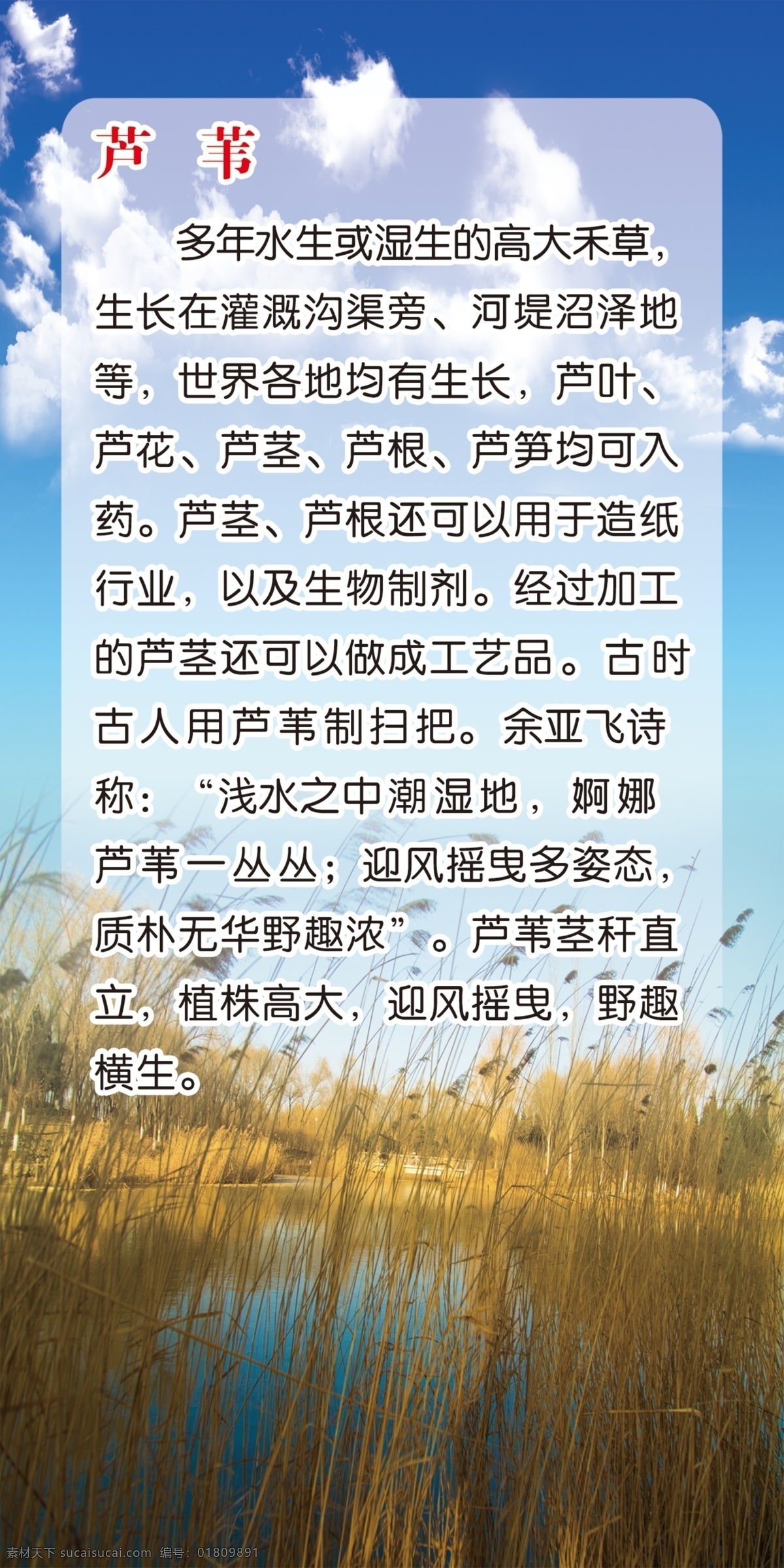芦苇 芦叶 芦花 芦茎 芦根 芦笋均可入药 源文件 环境设计 园林设计