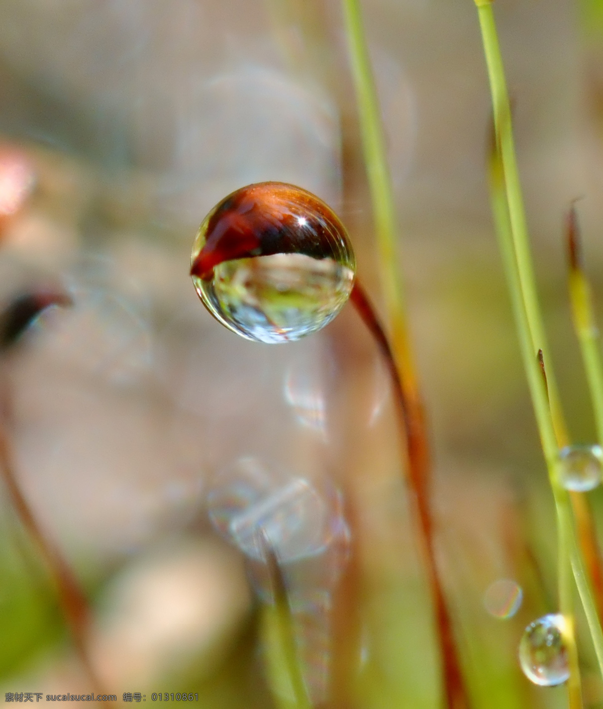 草 春天 干净 花草 晶莹剔透 露水 露珠 绿叶 上 水珠 绿叶上的水珠 水珠特写 晨露 绿叶特写 绿叶背景 绿叶底纹 水珠图片 漂亮水珠 水滴 水珠和绿叶 自然环保 干净的水 清澈 雨后 雨水 小草 树叶 微距拍摄 水 水花 水珠水花水滴 自然风景 自然景观 psd源文件