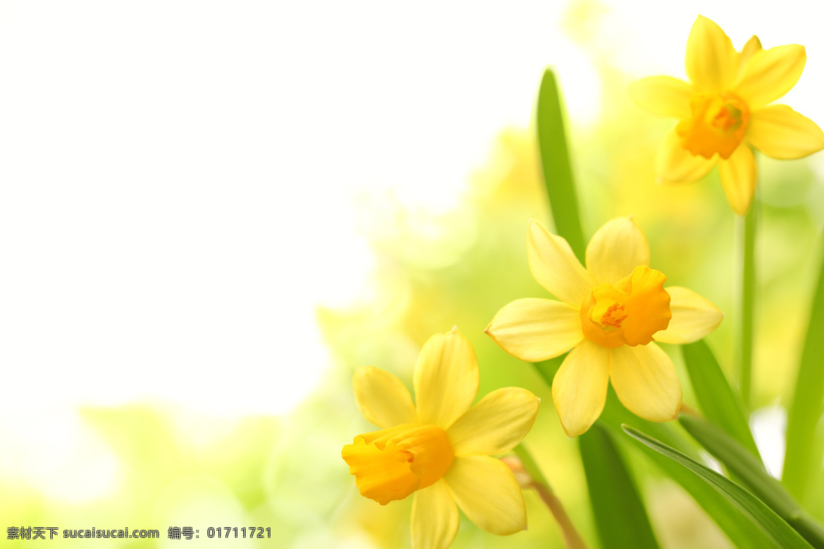 黄色花朵 清新花朵 水仙花 花卉 淡雅花朵 黄色