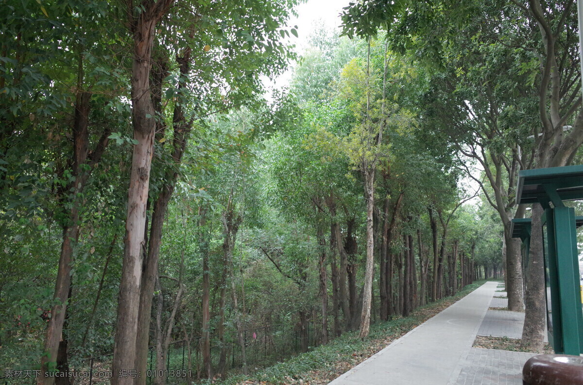 深圳街景 深圳 街景 城市风光 绿树街道 人行道 旅游摄影 国内旅游 灰色