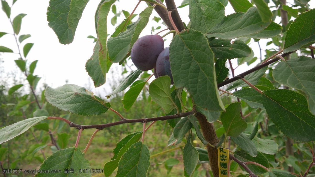 新疆 阿克苏 水果 有机西梅 绿色 无公害 有机水果 树 植物 生物世界