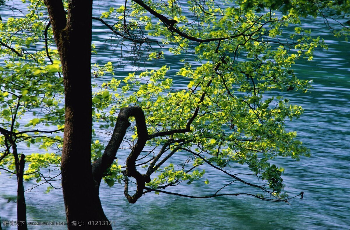 森林 风光 背景 风景 季节 旅游 森林风光 摄影图库 树 树林 树木 休闲 自然 自然风景 自然景观 生活 旅游餐饮