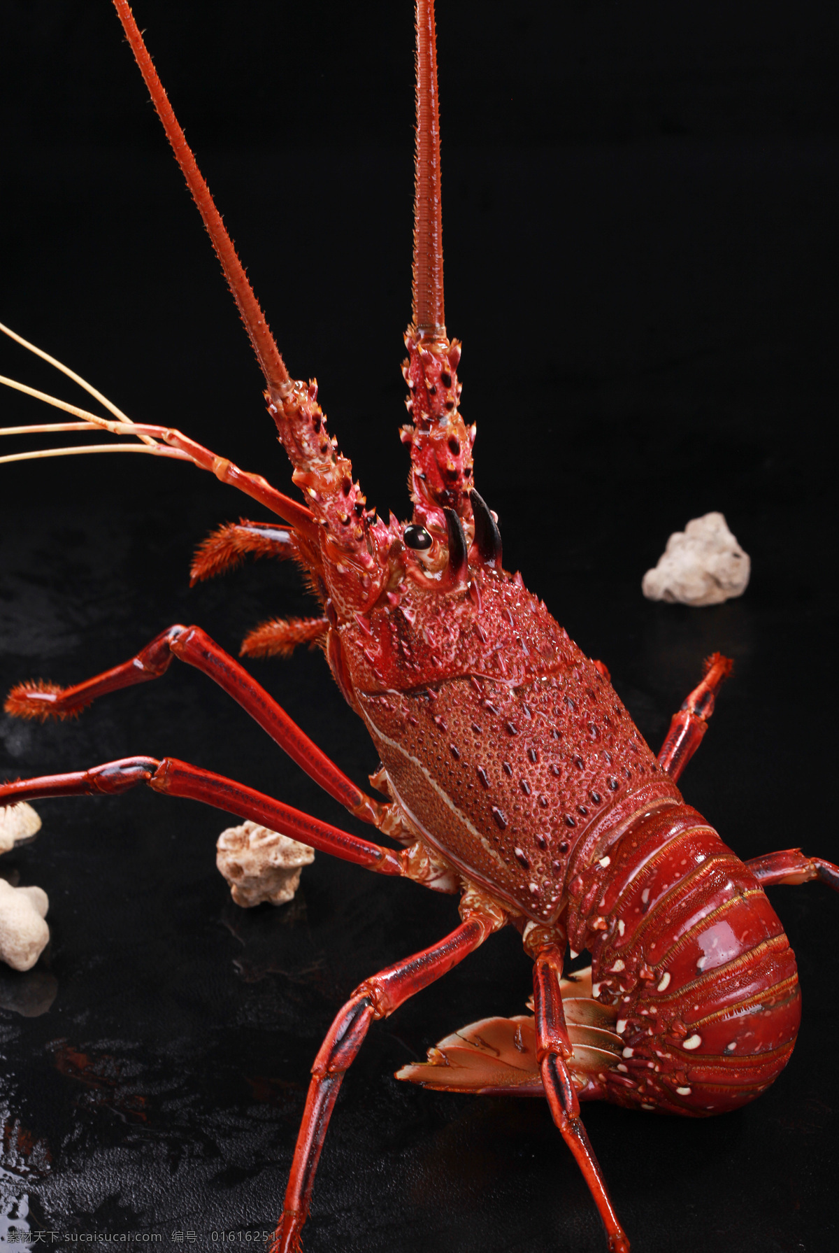 澳洲大龙虾 鲜活 海鲜 新鲜海产品 水产品 生物世界 鱼类