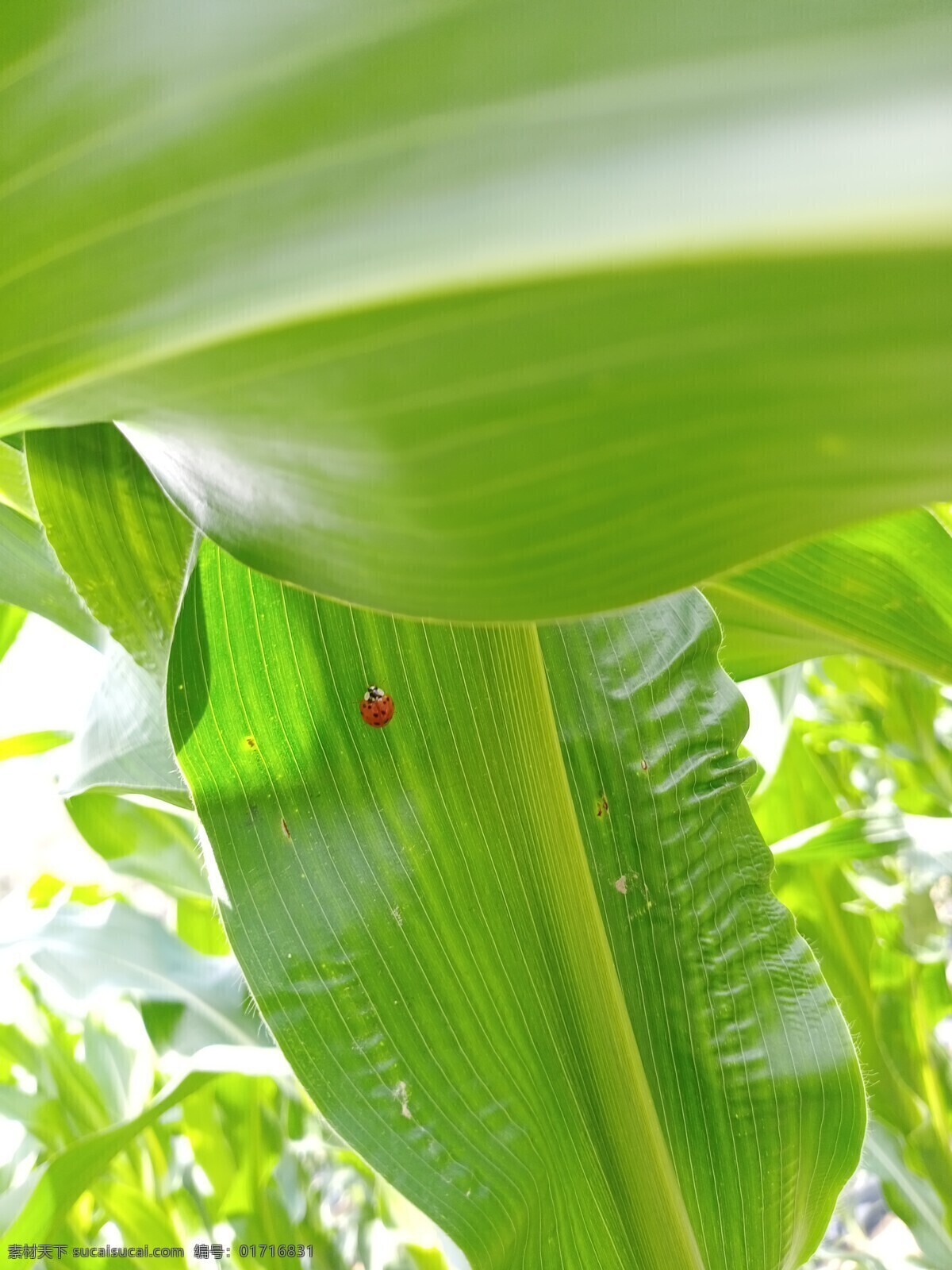 玉米叶图片 绿叶 小虫子 舒适 壁纸 护眼 旅游摄影 自然风景