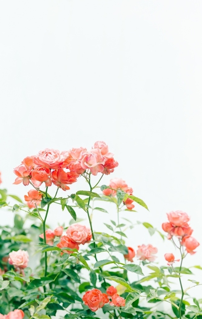 花卉摄影 花 蔷薇 植物 自然 生物世界 花草