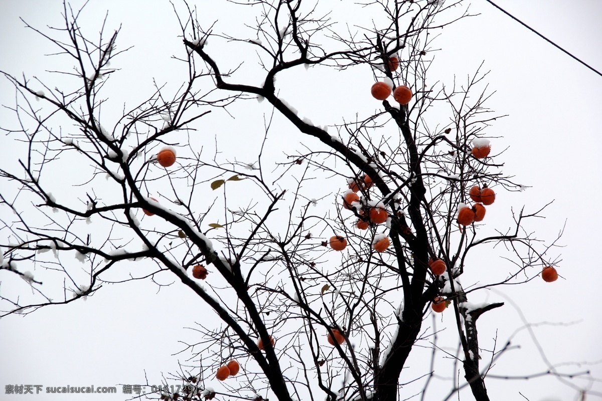 红灯笼 柿子 红柿 柿树 冬雪下的柿树 花草树木 生物世界 树木树叶 白色