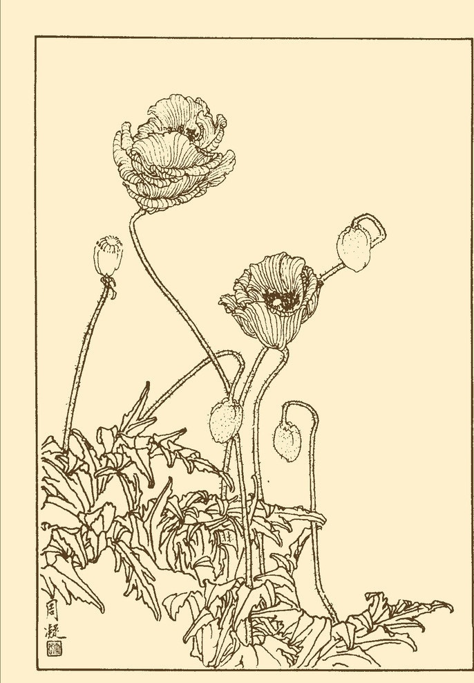 虞美人 白描 花卉 花草 植物 国画 中国画 线画 线稿 花卉白描 分层 源文件