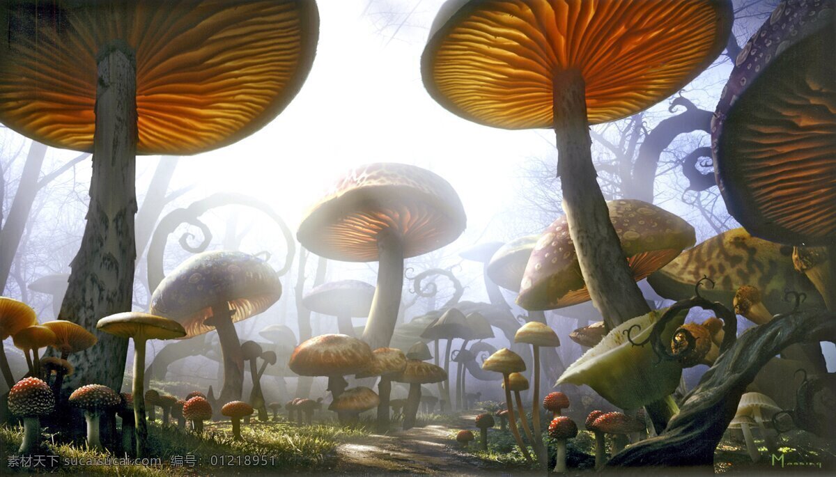 高清 梦幻 蘑菇 森林 白色