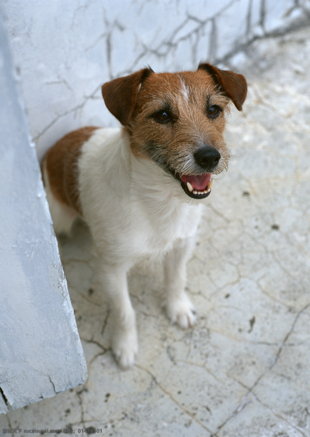 墙角 狗 宠物 宠物狗 可爱 小狗 名犬 名贵犬种 犬科动物 陆地动物 生物世界 狗狗图片