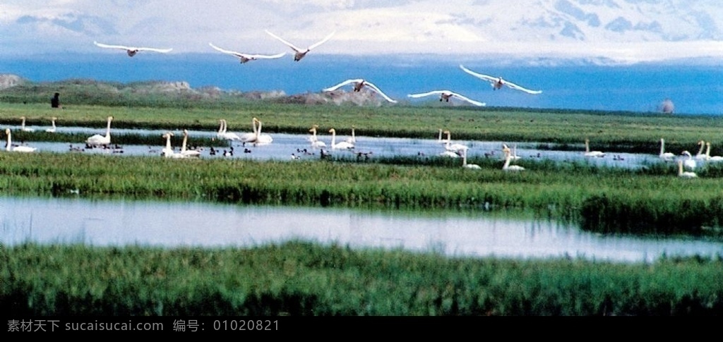 天鹅湖 天鹅 湿地 新疆 新疆文化 新疆风光 新疆摄影 摄影图 旅游摄影 国内旅游 新疆风景 摄影图库