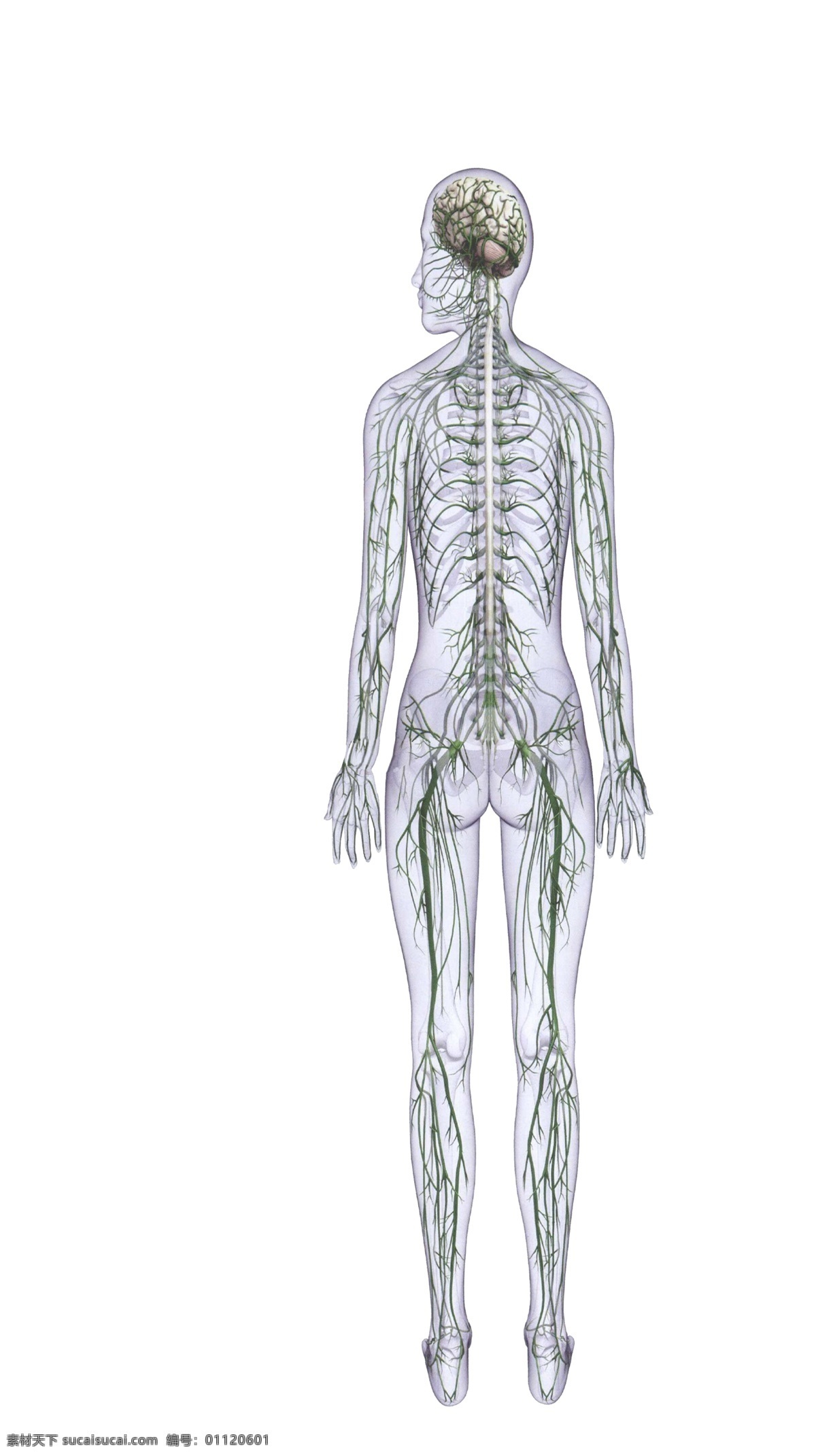 人体解剖 海报 白色