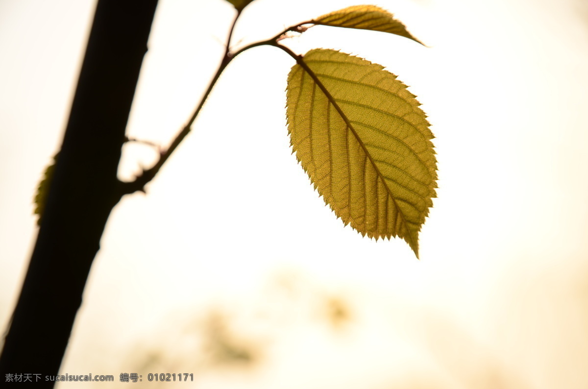 树叶 风景 剪影 轮廓 生物世界 树木树叶 叶脉 叶影 叶的轮廓 植物 psd源文件