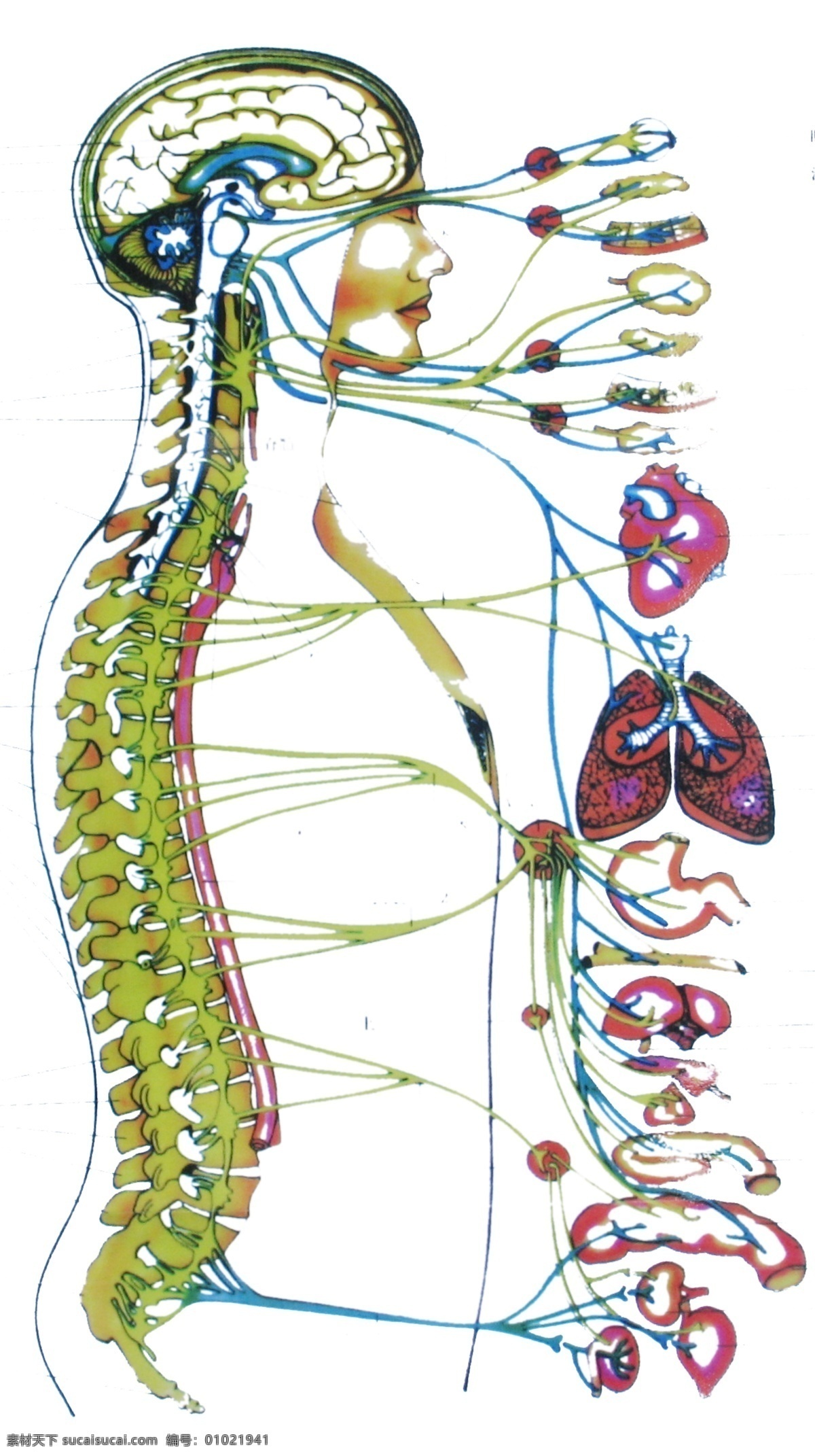 人体内脏照 肺 胃 肾 大肠 小肠 胆 肝 心 人体器官 源文件