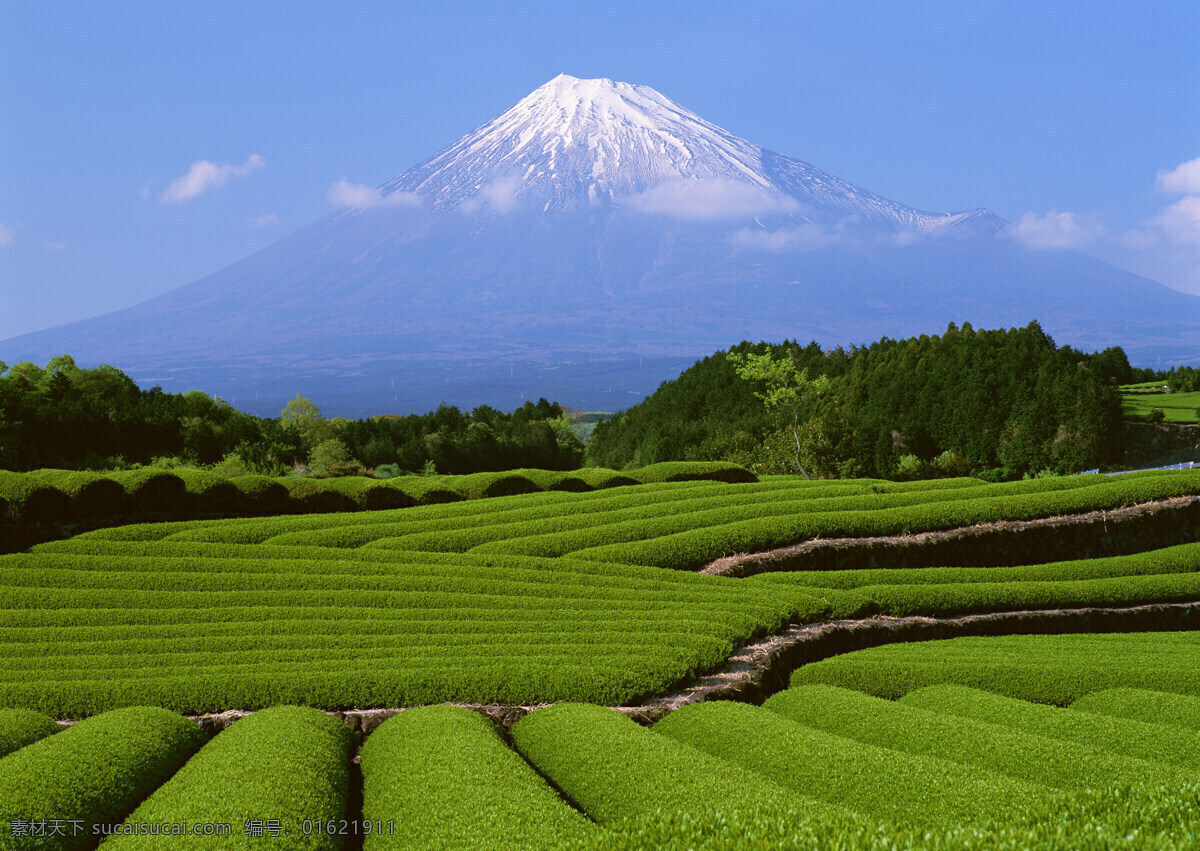 茶园风光 嫩绿的茶叶 茶园 田园风光 自然景观