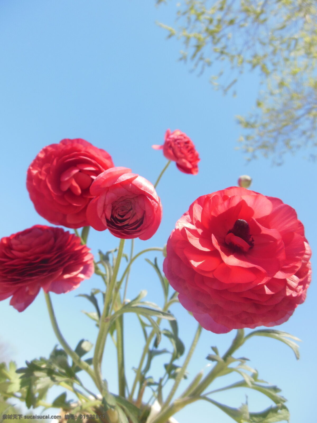 芹叶牡丹 大花 花朵 花草 绿叶 红色花 生物世界 一组牡丹花