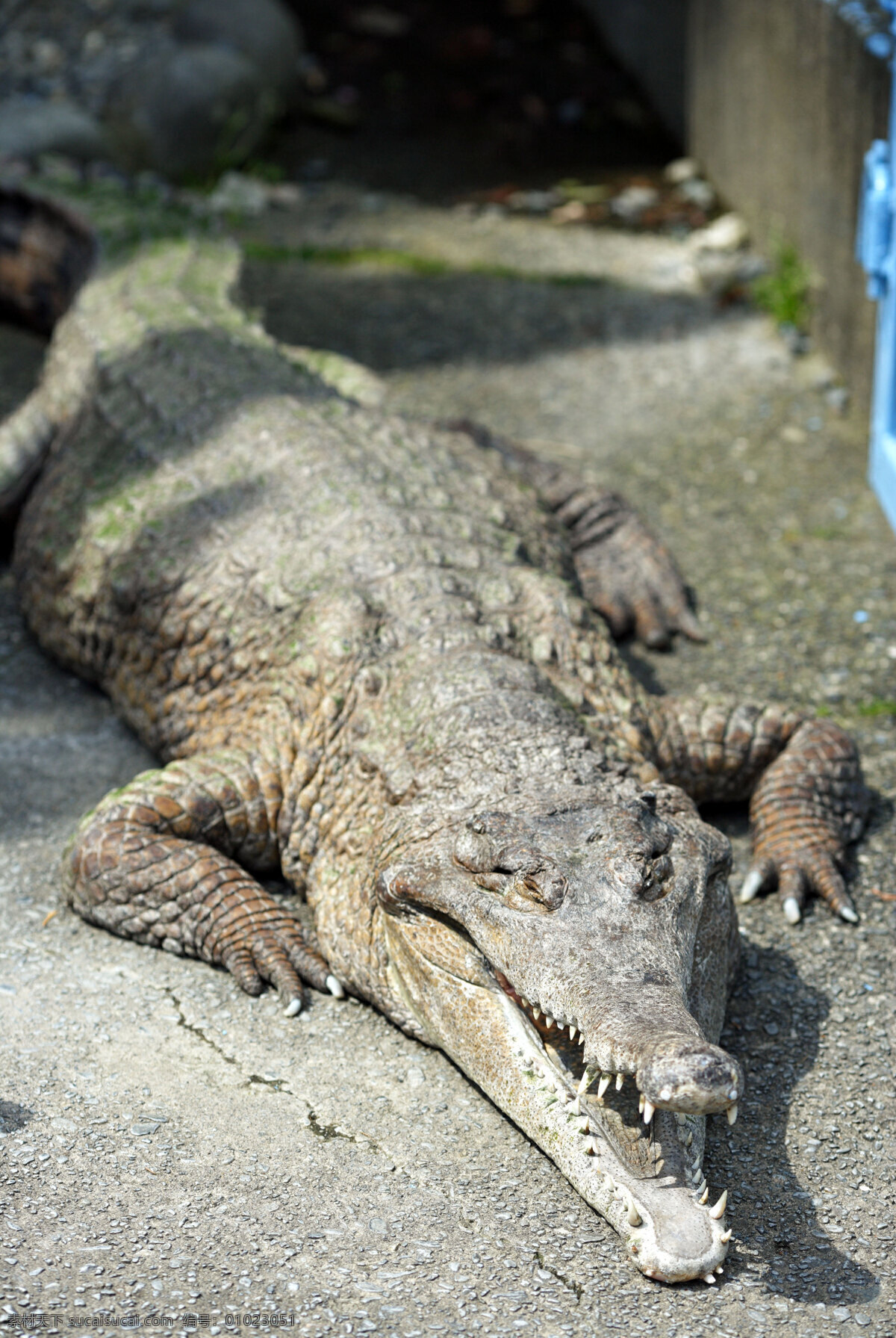 鳄鱼 水泥地面 阳光 野生动物 生物世界