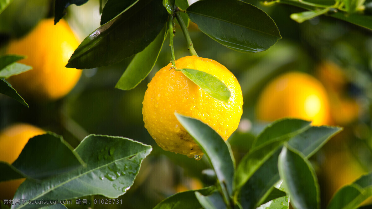 带露水的柠檬 水果 清新 露水 叶子 枝头 柠檬 生物世界