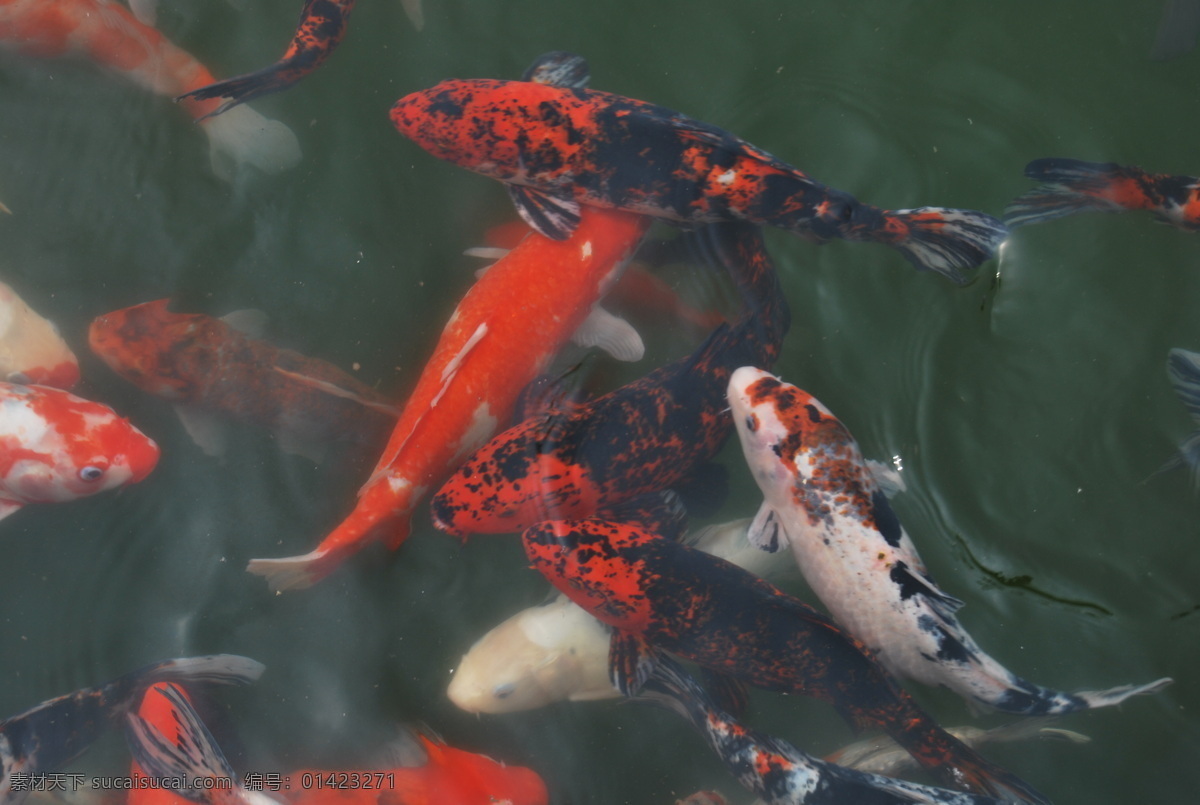 锦鲤 鲤鱼 日本锦鲤 生物世界 鱼 鱼类 大鱼
