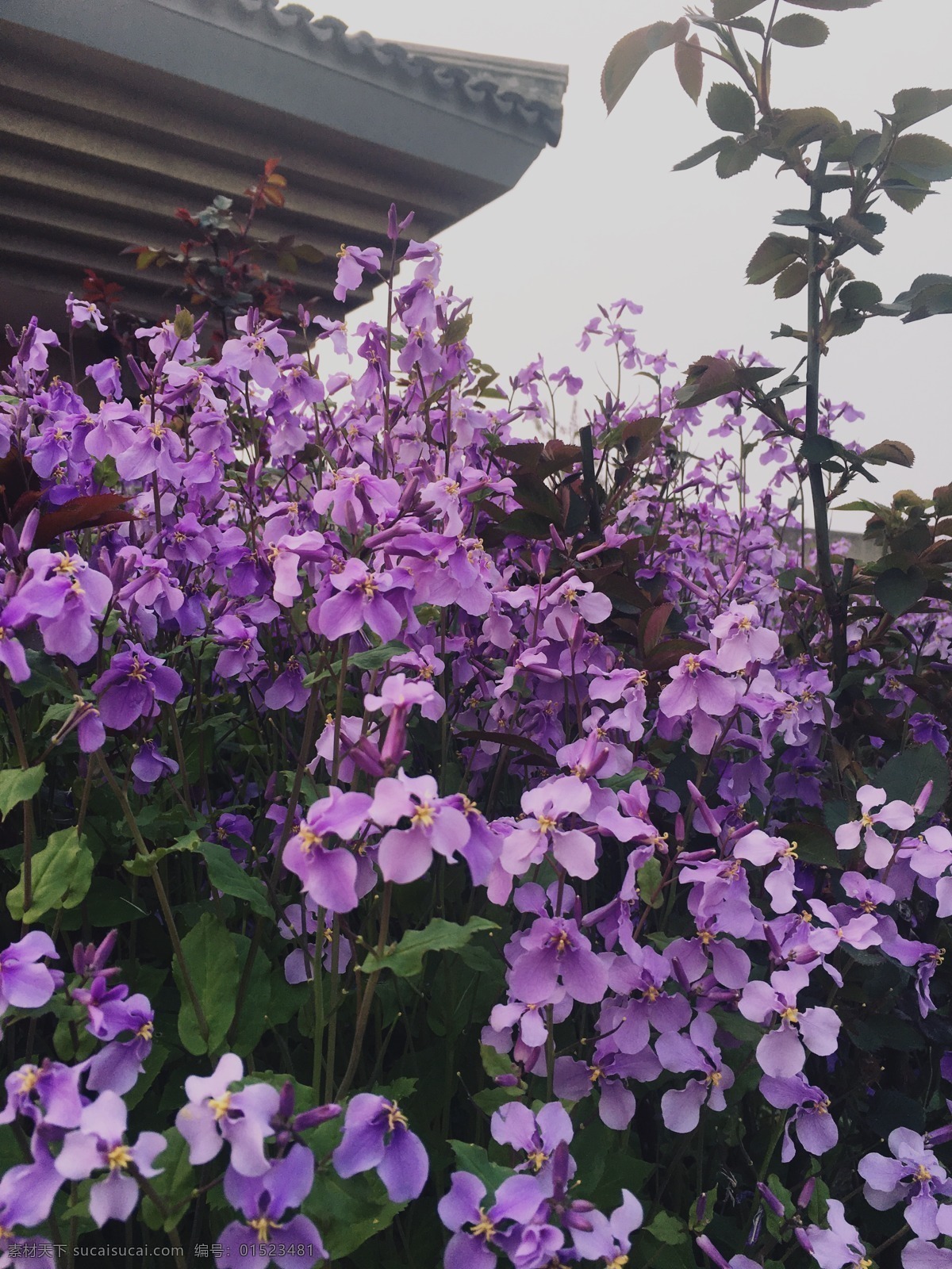 落花 雨后 意境 樱花 生物世界 花草