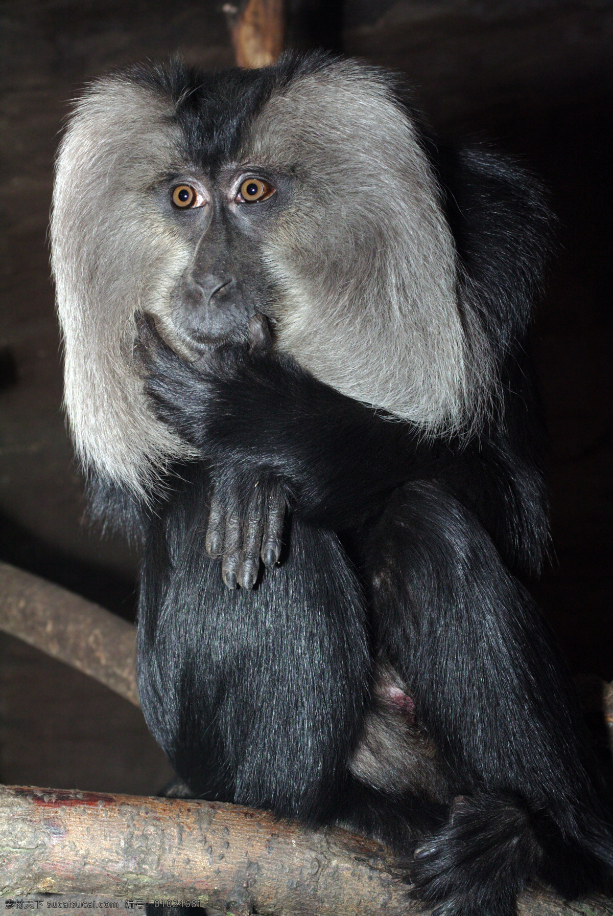 猴子 猿猴 动物世界 野生动物 动物摄影 陆地动物 生物世界